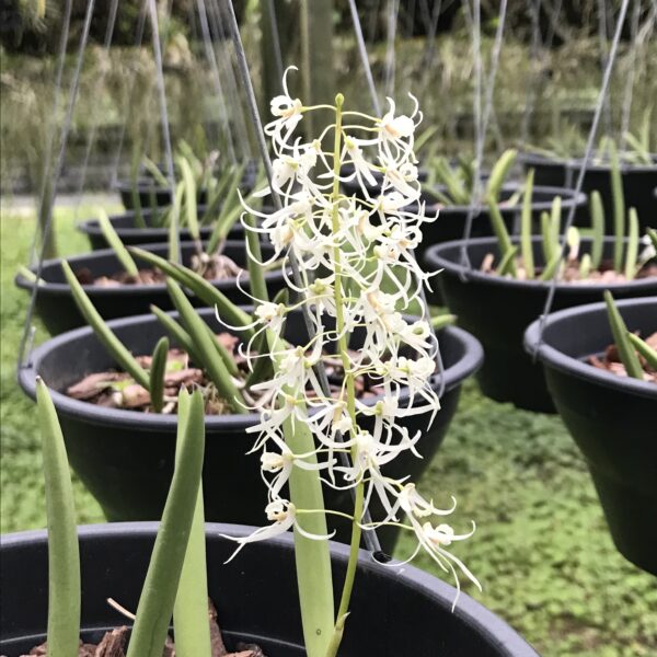 Dendrobium Wasselli Cachepot