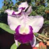 BLC. Memoria Robert Strait ‘Blue Hawaii’