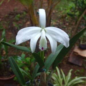 Cattleya Warnerii (Ricardo Bells x Leopoldina)