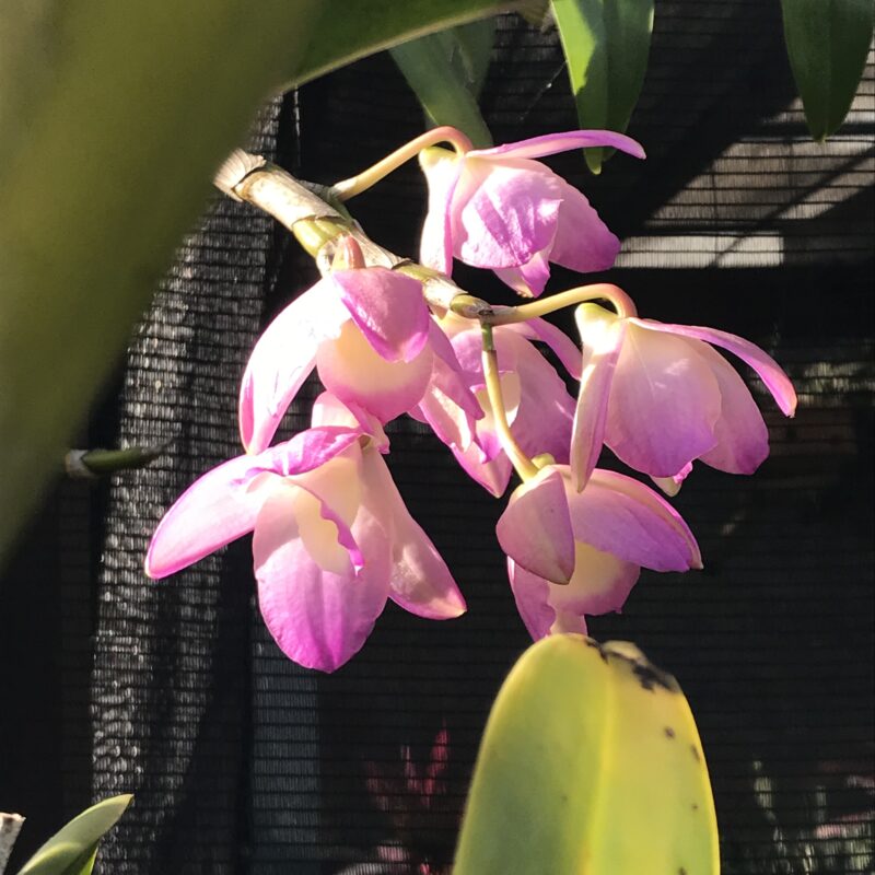 Dendrobium