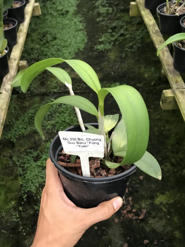 Blc. Chyong Guu “Fong Yuen”