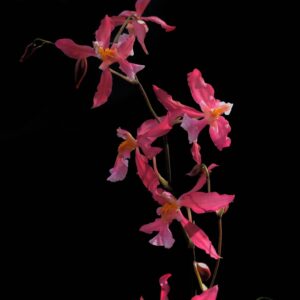 Oncidium