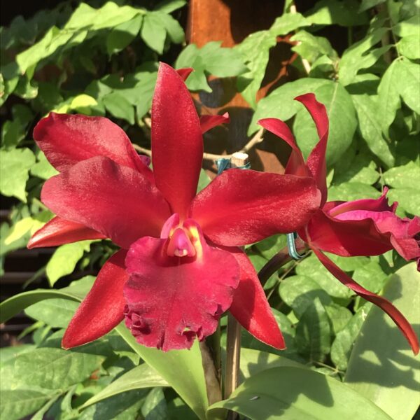 blc. Nobile’s’ Frisson