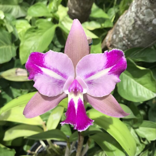 Blc. Chyong Guu “Fong Yuen”