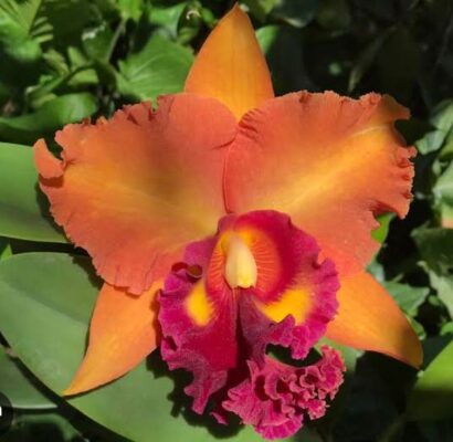 Cattleyas híbridas