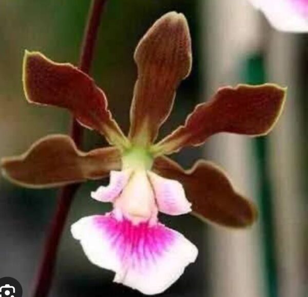 Encyclia Randii