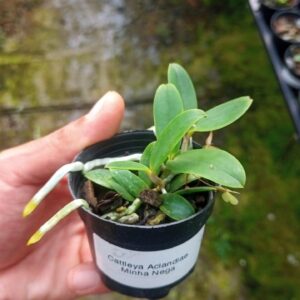 Cattleya Nobilior Venosa (Agle x Mascara)