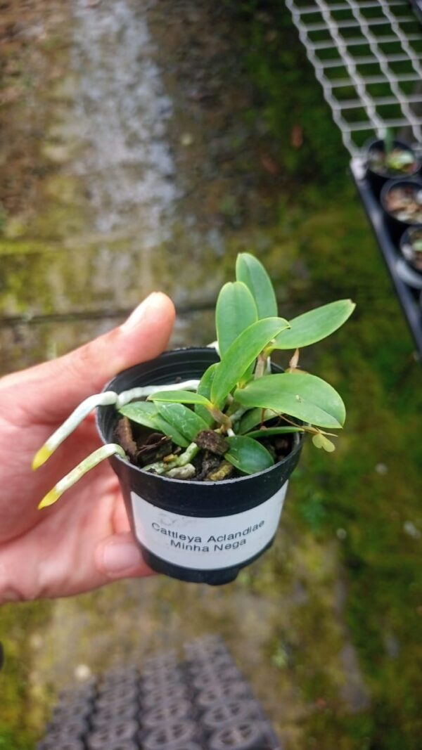 Cattleya Acladiae Minha Nega