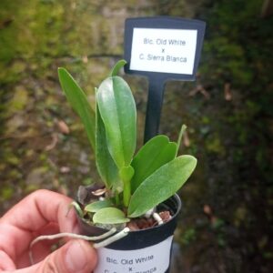 Cattleya Walkeriana Joel da Silveira x Clarissa