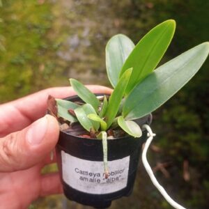 Cattleya Nobilior Venosa (Agle x Mascara)