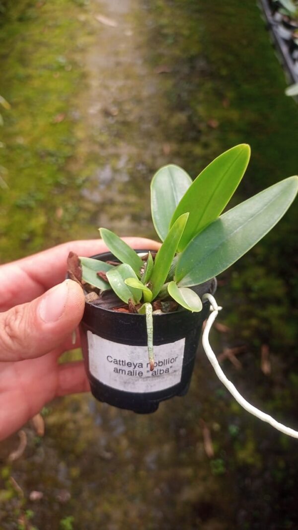 Cattleya Nobilior Amalie “alba”