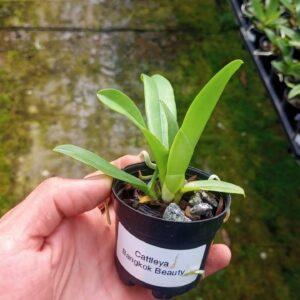 Cattleya Nobilior Amaliae s/Alba (2x x Chiba)