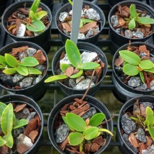 Cattleya Nobilior Amaliae s/Alba (2x x Chiba)