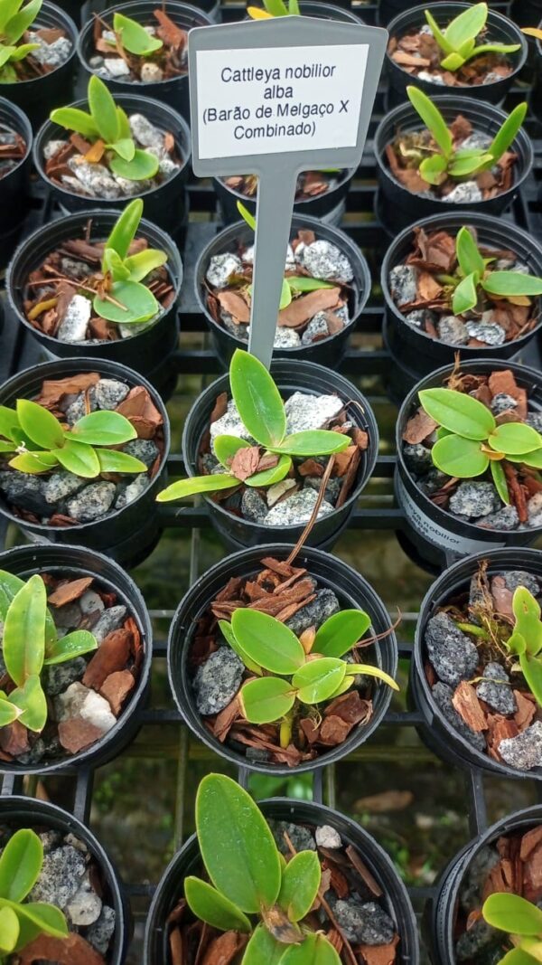 Cattleya Nobilior Alba (Barão de Melgaço x Combinado)