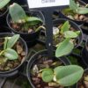 Cattleya Nobilior Alba (Barão de Melgaço x Combinado)