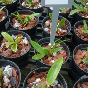 Cattleya Aclandiae “Cocobongo”