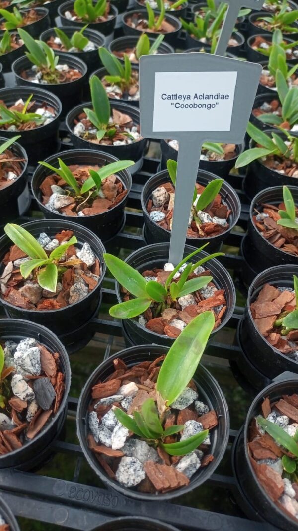 Cattleya Aclandiae “Cocobongo”