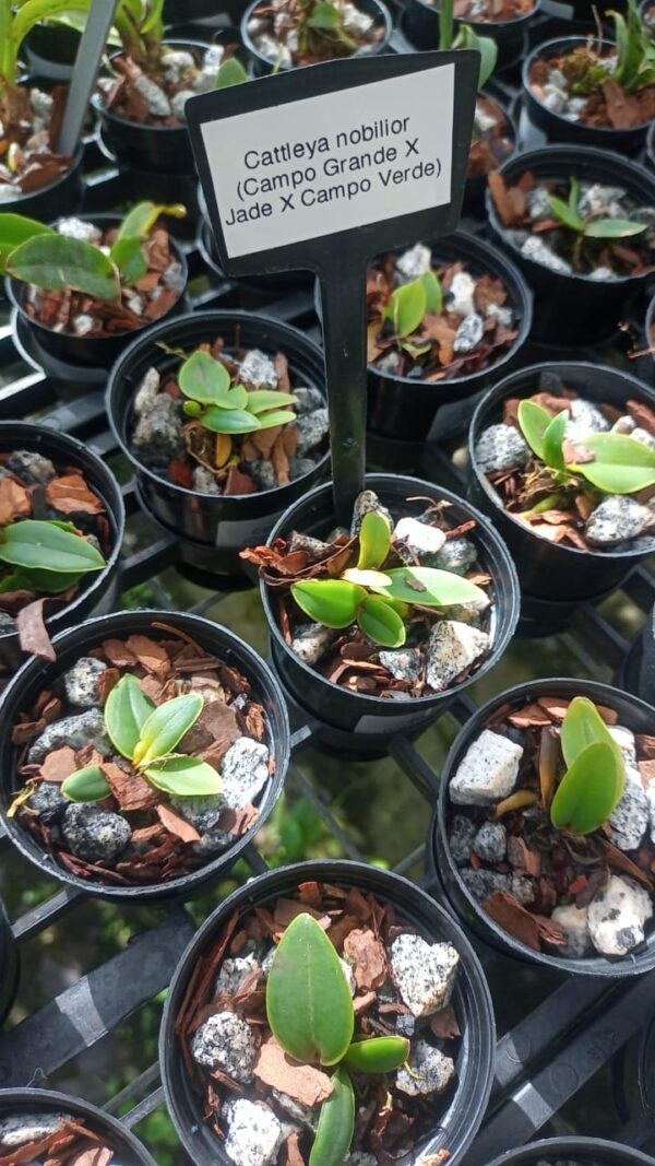 Cattleya Nobilior (Campo Grande x Jade x Campo Verde)