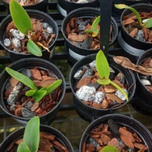 Cattleya Nobilior Amaliae s/Alba (2x x Chiba)