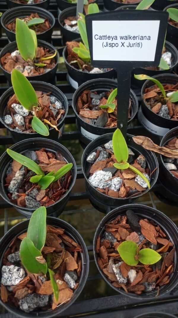 Cattleya Walkeriana (Jispo x Juriti)