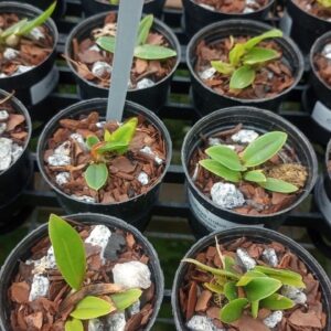 Cattleya Nobilior Venosa (Agle x Mascara)