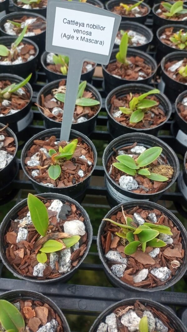 Cattleya Nobilior Venosa (Agle x Mascara)