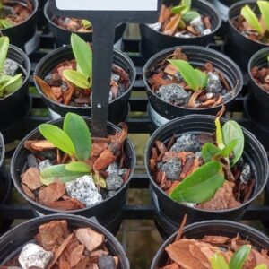 Cattleya Aclandiae coerulensis “Preciosa”