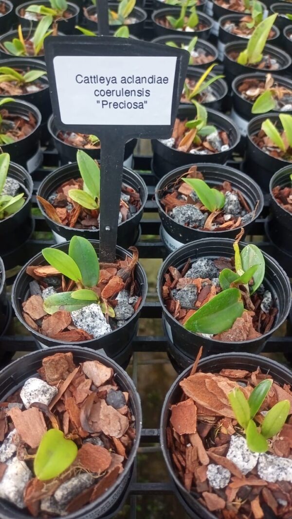 Cattleya Aclandiae coerulensis “Preciosa”