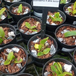 Cattleya Nobilior Suavissima x Alba Sucuri