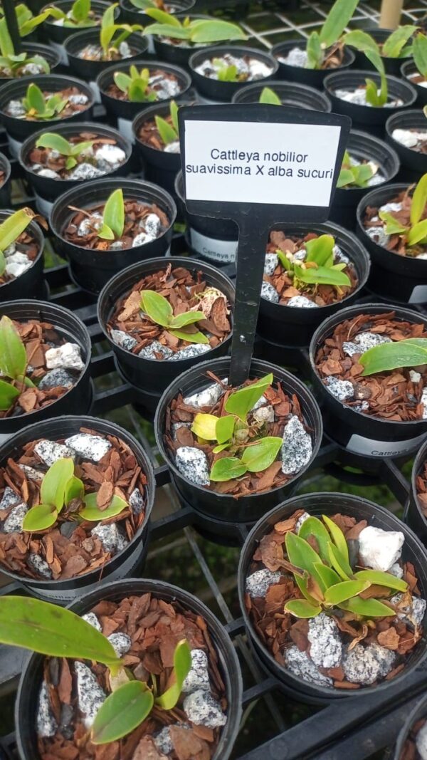 Cattleya Nobilior Suavissima x Alba Sucuri