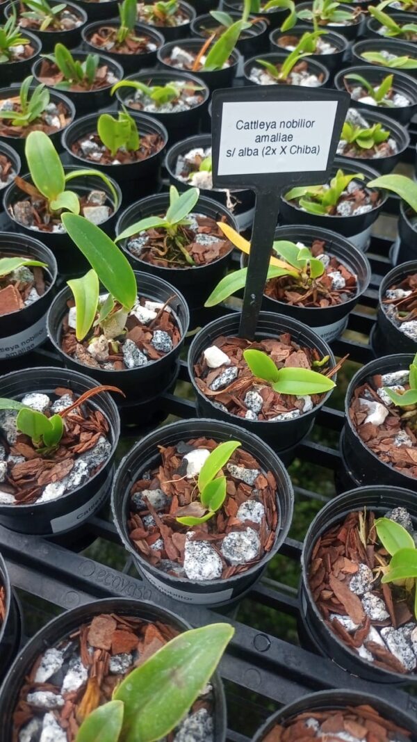 Cattleya Nobilior Amaliae s/Alba (2x x Chiba)