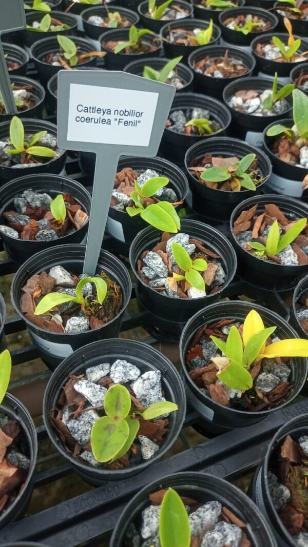 Cattleya Nobilior coerulea “Feni”