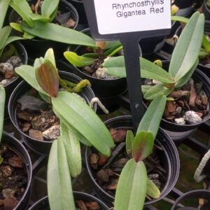 Cattleya Nobilior Amaliae s/Alba (2x x Chiba)