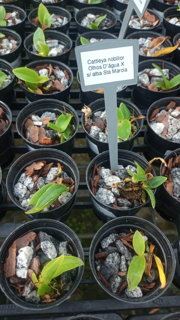 Cattleya Nobilior Olhos d’Agua x S/Alba Sta Marcia