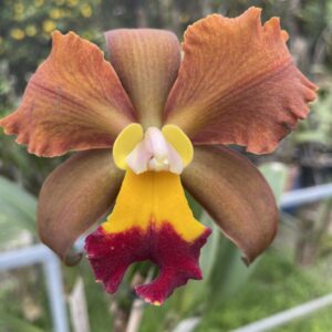 Potinara Egyptian Queen