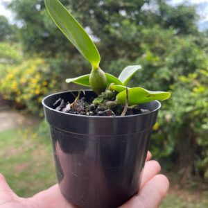 Walkeriana Alba Nevada - seddling