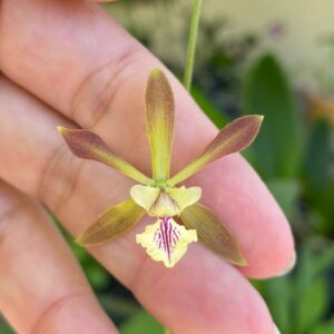 Encyclia Guatemalensis